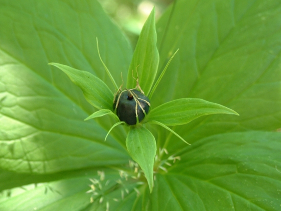 Paris quadrifolia / Uva di Volpe, Erba crociona